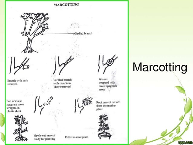 What do marines call each other Asexual plant propagation marcotting images